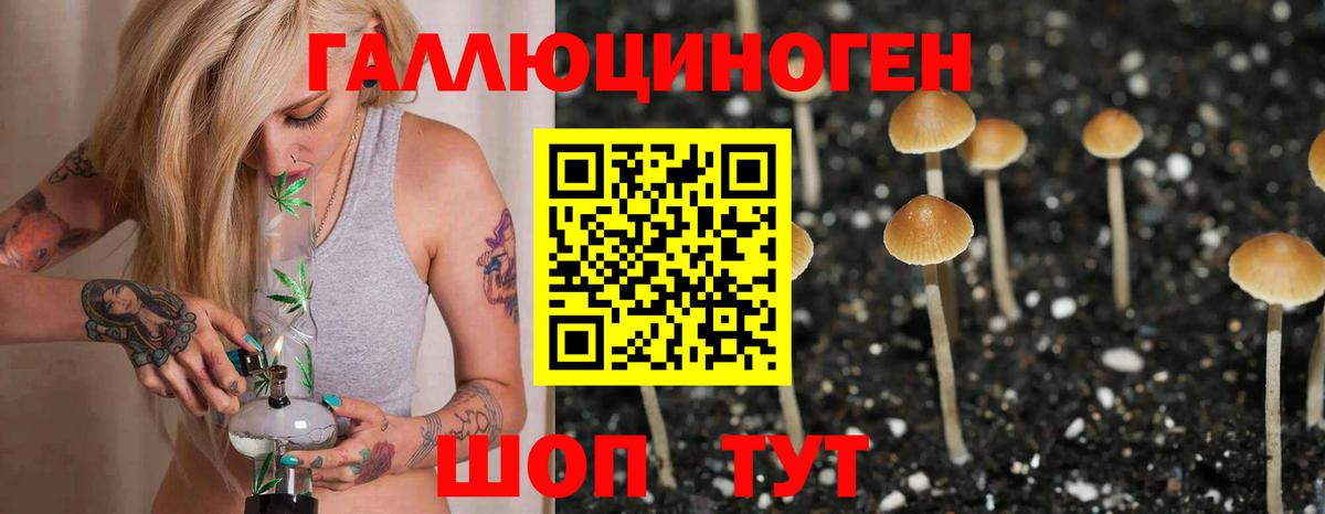 Псилоцибиновые грибы Psilocybe Абинск